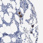 Immunohistochemical staining of human bone marrow shows high expression.