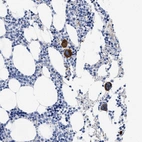 Immunohistochemical staining of human bone marrow shows high expression.
