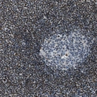 Immunohistochemical staining of human lymph node shows strong nuclear positivity in non-germinal center cells.