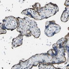 Immunohistochemical staining of human placenta shows strong membranous positivity in trophoblastic cells.