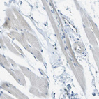Immunohistochemical staining of human skeletal muscle shows no granular cytoplasmic positivity in myocytes.