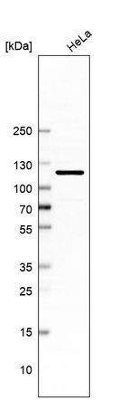 Western blot analysis in human cell line HeLa.