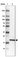 Anti-ZNF22 Antibody