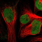 Immunofluorescent staining of human cell line U-2 OS shows localization to nucleus.