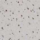 Immunohistochemical staining of human cerebral cortex shows moderate to strong nuclear positivity in neurons.