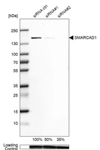 Western blot analysis in Rh30 cells transfected with control siRNA, target specific siRNA probe #1 and #2, using Anti-SMARCAD1 antibody. Remaining relative intensity is presented. Loading control: Anti-GAPDH.