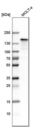 Western blot analysis in human cell line MOLT-4.
