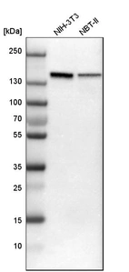 Western blot analysis in mouse cell line NIH-3T3 and rat cell line NBT-II.