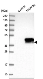 Western blot analysis in control (vector only transfected HEK293T lysate) and MAPRE2 over-expression lysate (Co-expressed with a C-terminal myc-DDK tag (~3.1 kDa) in mammalian HEK293T cells, LY415395).