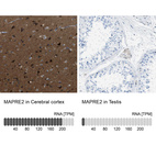 Anti-MAPRE2 Antibody