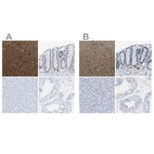 Immunohistochemical staining of human cerebral cortex, colon, liver and testis using Anti-MAPRE2 antibody HPA016739 (A) shows similar protein distribution across tissues to independent antibody HPA016738 (B).