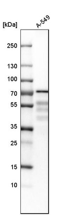 Western blot analysis in human cell line A-549.