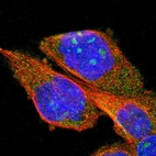 Immunofluorescent staining of human cell line A-431 shows positivity in nucleoli & cytoplasm.