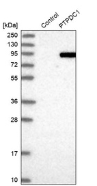 Western blot analysis in control (vector only transfected HEK293T lysate) and PTPDC1 over-expression lysate (Co-expressed with a C-terminal myc-DDK tag (~3.1 kDa) in mammalian HEK293T cells, LY405883).