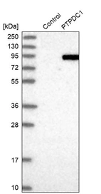 Western blot analysis in control (vector only transfected HEK293T lysate) and PTPDC1 over-expression lysate (Co-expressed with a C-terminal myc-DDK tag (~3.1 kDa) in mammalian HEK293T cells, LY405883).