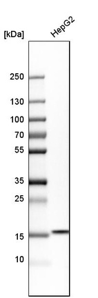 Western blot analysis in human cell line HepG2.