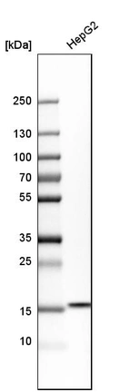 Western blot analysis in human cell line HepG2.
