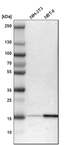 Western blot analysis in mouse cell line NIH-3T3 and rat cell line NBT-II.
