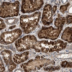 Anti-DUSP10 Antibody