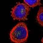 Immunofluorescent staining of human cell line A-431 shows localization to the Golgi apparatus & vesicles.