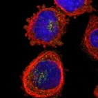 Immunofluorescent staining of human cell line A-431 shows localization to the Golgi apparatus & vesicles.