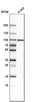 Western blot analysis in human cell line A-549.
