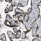 Immunohistochemical staining of human placenta shows strong cytoplasmic nd membranous positivity in trophoblastic cells.