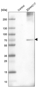Western blot analysis in control (vector only transfected HEK293T lysate) and ZDHHC17 over-expression lysate (Co-expressed with a C-terminal myc-DDK tag (~3.1 kDa) in mammalian HEK293T cells, LY402425).