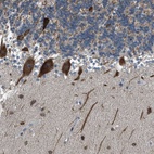 Anti-RNF41 Antibody