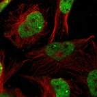 Immunofluorescent staining of human cell line U-251 MG shows localization to nucleoplasm & nuclear bodies.