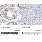 Anti-PCNT Antibody