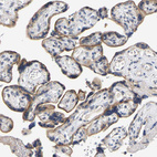 Immunohistochemical staining of human placenta shows strong cytoplasmic positivity in trophoblastic cells.