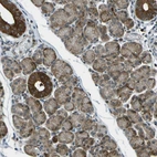 Anti-TMEM19 Antibody