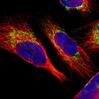 Immunofluorescent staining of human cell line U-251 MG shows localization to mitochondria.
