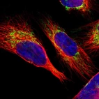 Immunofluorescent staining of human cell line U-251 MG shows localization to mitochondria.