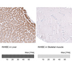 Anti-INHBE Antibody