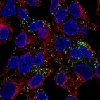 Immunofluorescent staining of human cell line Hep G2 shows localization to vesicles.