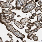 Anti-PTPN23 Antibody