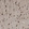 Anti-PTDSS1 Antibody