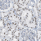 Immunohistochemical staining of human Kidney shows strong nuclear positivity in cells in tubules.