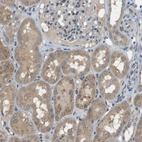 Immunohistochemical staining of human kidney shows moderate cytoplasmic positivity in cells in tubules.