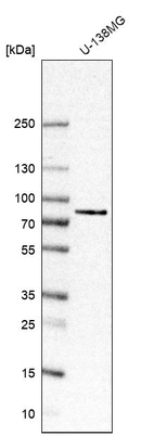 Western blot analysis in human cell line U-138MG.