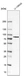 Anti-CTIF Antibody