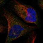 Immunofluorescent staining of human cell line U-2 OS shows localization to cytosol.