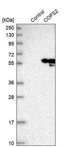 Western blot analysis in control (vector only transfected HEK293T lysate) and COPS2 over-expression lysate (Co-expressed with a C-terminal myc-DDK tag (~3.1 kDa) in mammalian HEK293T cells, LY401357).