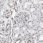 Immunohistochemical staining of human kidney shows nuclear positivity.