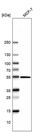 Western blot analysis in human cell line MCF-7.