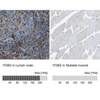 Anti-ITGB2 Antibody