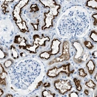 Immunohistochemical staining of human kidney shows high expression.