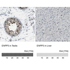 Anti-ENPP5 Antibody